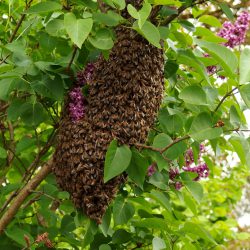 swarm-1548381_1920 swarm-1548381_1920